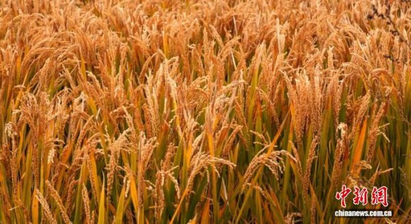 纵信优配 辽宁盘锦稻香蟹肥迎“双”丰收